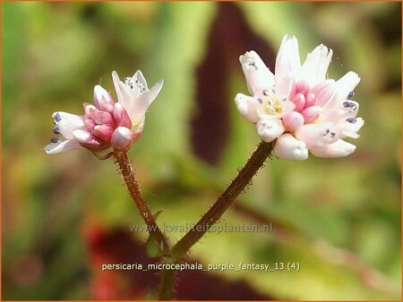 Persicaria microcephala &#39;Purple Fantasy&#39;