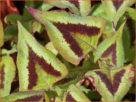 Persicaria microcephala &#39;Purple Fantasy&#39;