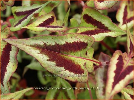 Persicaria microcephala &#39;Purple Fantasy&#39;