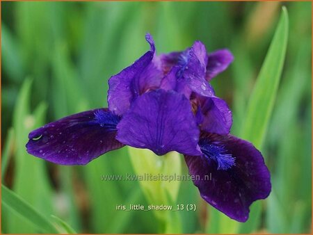 Iris pumila &#39;Little Shadow&#39;