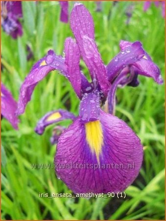 Iris ensata &#39;Amethyst&#39;