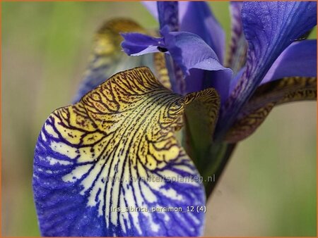 Iris sibirica 'Persimmon'