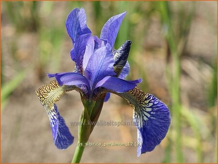 Iris sibirica 'Persimmon'