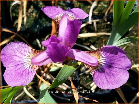 Iris sibirica &#39;Red Flare&#39;