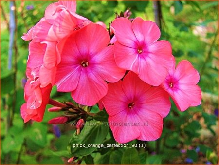 Phlox &#39;Orange Perfection&#39;