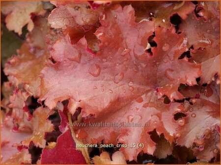 Heuchera &#39;Peach Crisp&#39;