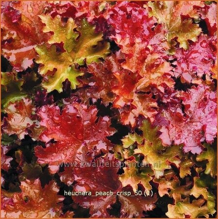 Heuchera &#39;Peach Crisp&#39;