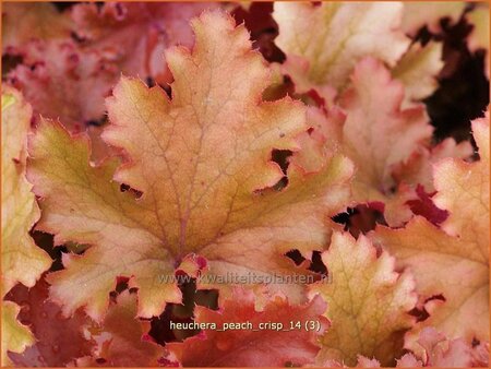 Heuchera &#39;Peach Crisp&#39;