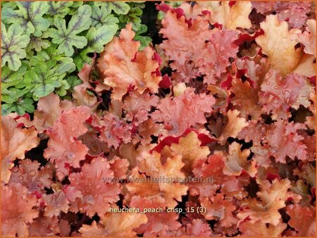 Heuchera &#39;Peach Crisp&#39;