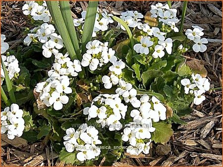 Arabis caucasica &#39;Snowcap&#39;