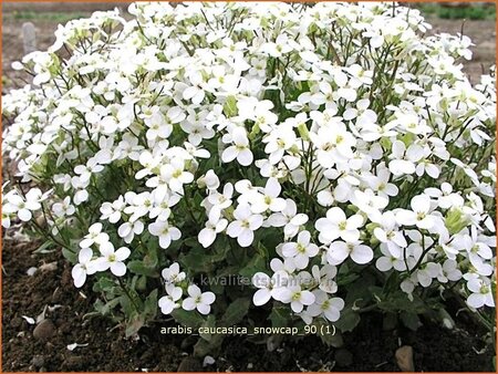 Arabis caucasica &#39;Snowcap&#39;