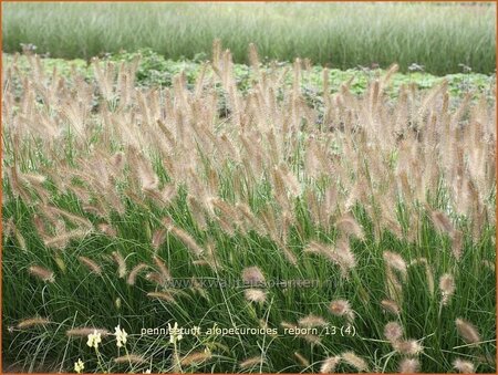 Pennisetum alopecuroides &#39;Reborn&#39;