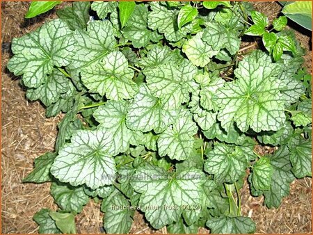 Heuchera &#39;Mint Frost&#39;