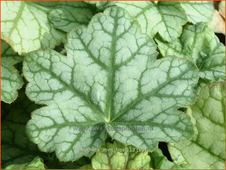 Heuchera &#39;Mint Frost&#39;