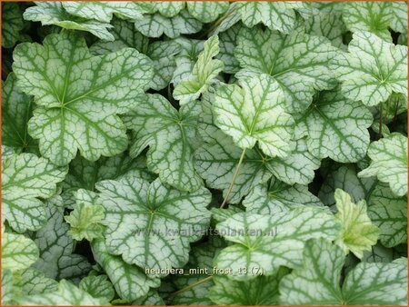 Heuchera &#39;Mint Frost&#39;