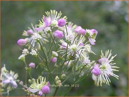 Thalictrum &#39;Elin&#39;