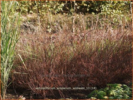 Schizachyrium scoparium &#39;Wildwest&#39;