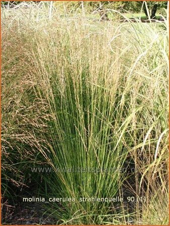 Molinia caerulea &#39;Strahlenquelle&#39;