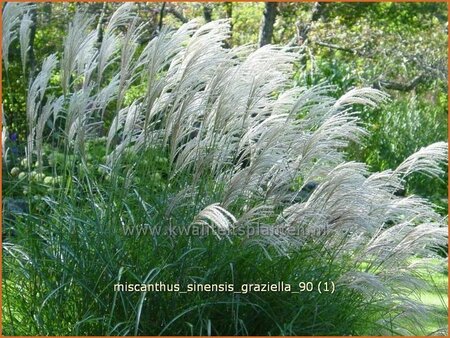 Miscanthus sinensis &#39;Graziella&#39;