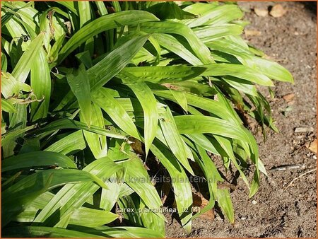Carex plantaginea