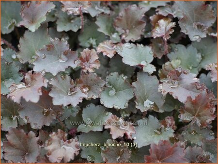 Heuchera &#39;Binoche&#39;