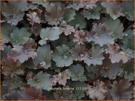 Heuchera &#39;Binoche&#39;