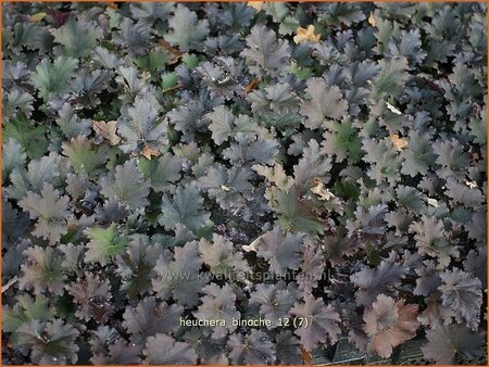 Heuchera &#39;Binoche&#39;