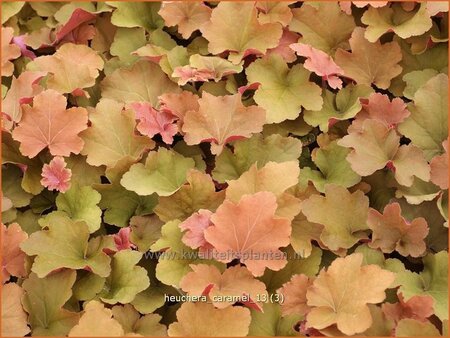 Heuchera &#39;Caramel&#39;