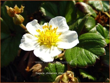 Fragaria chiloensis &#39;Chaval&#39;