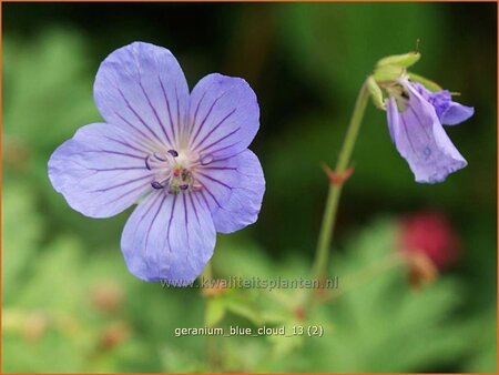 Geranium 'Blue Cloud'