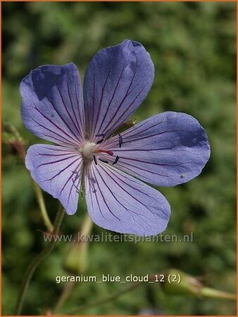 Geranium 'Blue Cloud'