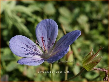 Geranium 'Blue Cloud'