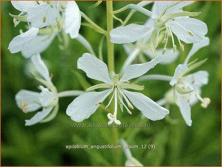 Epilobium angustifolium &#39;Album&#39;