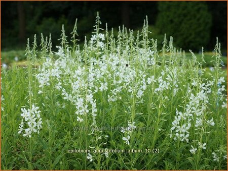 Epilobium angustifolium &#39;Album&#39;