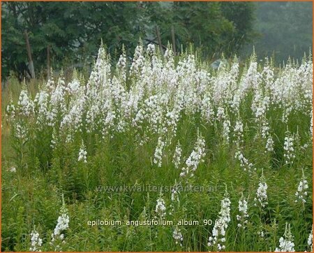 Epilobium angustifolium &#39;Album&#39;