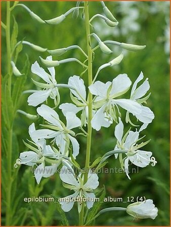 Epilobium angustifolium &#39;Album&#39;