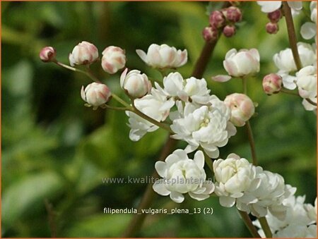 Filipendula vulgaris &#39;Plena&#39;
