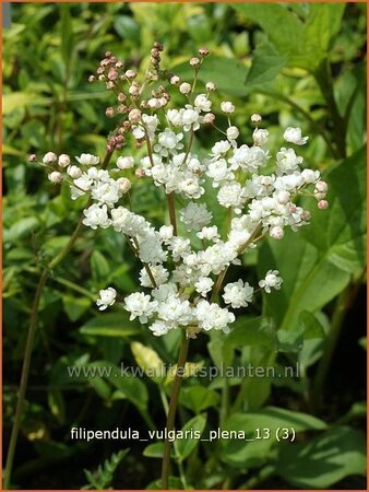 Filipendula vulgaris &#39;Plena&#39;