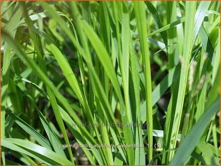 Calamagrostis acutiflora &#39;Waldenbuch&#39;