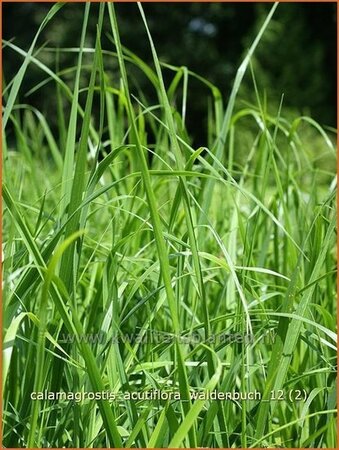 Calamagrostis acutiflora &#39;Waldenbuch&#39;