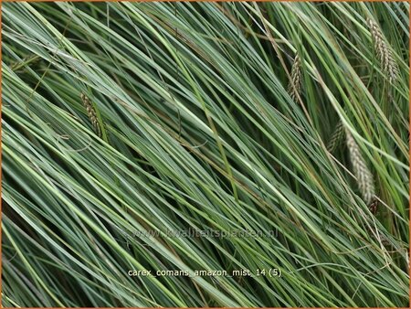 Carex comans &#39;Amazon Mist&#39;