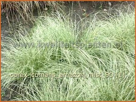 Carex comans &#39;Amazon Mist&#39;