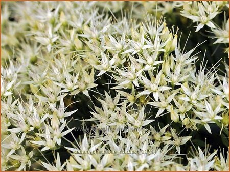 Sedum spectabile &#39;Stardust&#39;