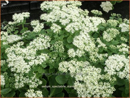 Sedum spectabile &#39;Stardust&#39;