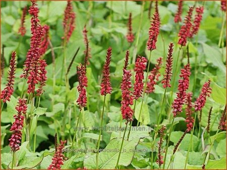 Persicaria amplexicaulis &#39;JS Caliente&#39;