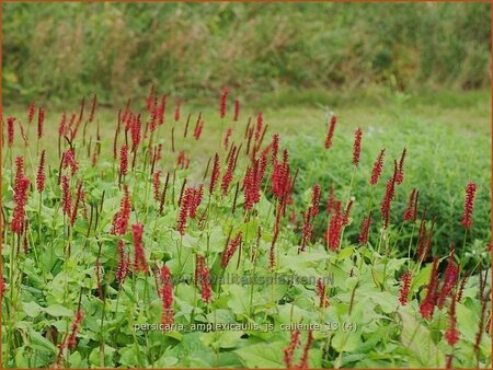 Persicaria amplexicaulis &#39;JS Caliente&#39;