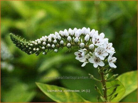 Lysimachia clethroides