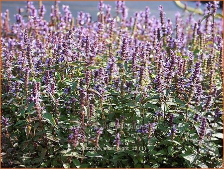 Agastache 'After Eight'