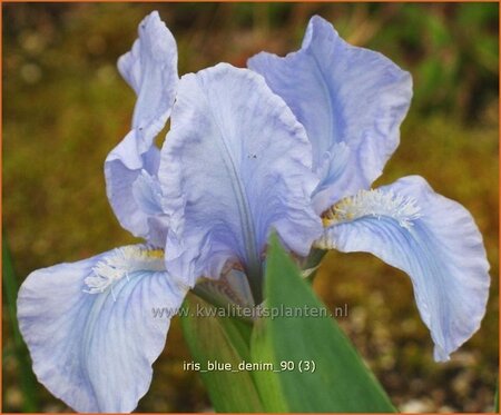 Iris pumila &#39;Blue Denim&#39;