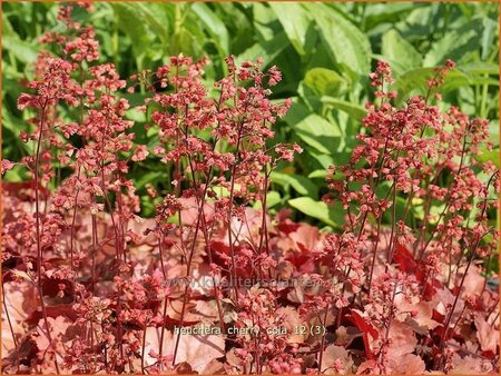 Heuchera &#39;Cherry Cola&#39;